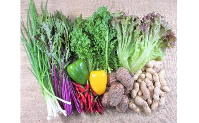 旬の野菜・定期便（6か月）【配達不可：北海道・沖縄・離島】