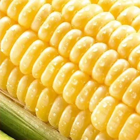 
            朝採れ！とうもろこし【おおもの】5kg（11本～13本）【令和7年6月下旬頃】【L-47】
          