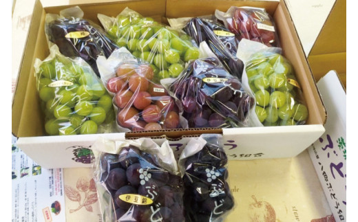 【2026年8月下旬～9月下旬発送】旬の種なしぶどう詰め合わせ　1.5kg（２～４房）【茨城県共通返礼品/石岡市】【ブドウ 巨峰 ビオーネ 伊豆錦 ゴルビー セット 安芸クイーン フルーツ 果物 くだ