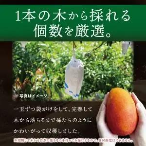 【2027年7月より順次発送】豊見城産マンゴー『殿内之宝(どぅんちのたから)・極』約1kg｜マンゴー フルーツ 果物 くだもの 先行予約 完熟マンゴー 沖縄フルーツ おきなわ 沖縄 沖縄県 豊見城市(