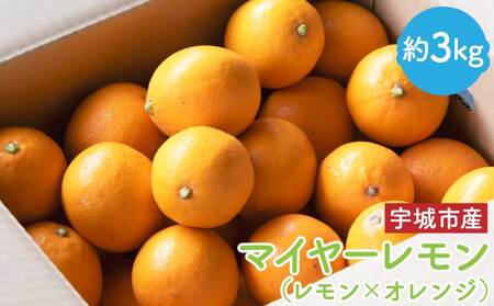 先行予約 マイヤー レモン 約3kg （レモン × オレンジ）【うちやま果樹園】【2026年1月下旬-2026年2月中旬発送予定】レモン れもん 檸檬 柑橘 フルーツ 果物 くだもの