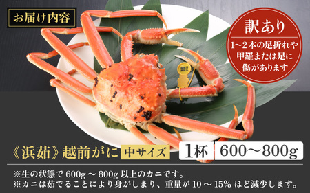 訳あり【年内12月発送】越前がに本場の越前町からお届け！浜茹で越前かに 中サイズ（生で600～800g） × 1杯  [e43-x009_12] カニ かに 越前がに 越前ズワイガニ 越前かに 越前カ