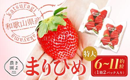 特大まりひめイチゴ 朝摘 6個～11個入×2パック【2025年1月中旬頃より発送】【先行予約】【KT3】