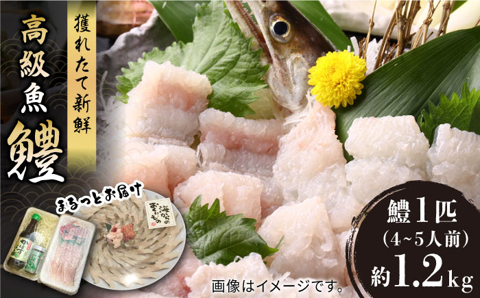 
                  獲れたて直送！ハモ 一本 約1.2kg (4~5人前)《豊前市》【まるとら】魚 鱧 はも 刺身 [VAL001]
                