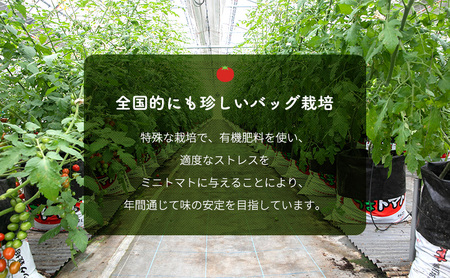 【2025年10月～順次出荷】ミニトマト3kg　アマメイド糖度8度以上　高リピート率野菜