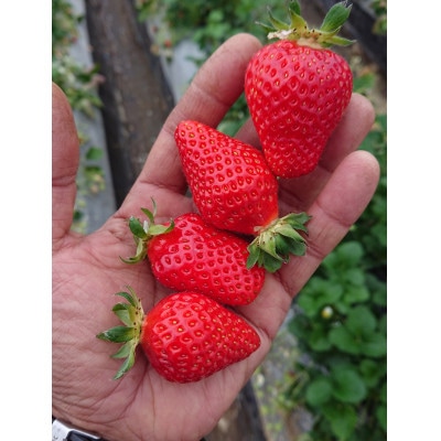 【いちご280g×4パック】坂の上のいちご 山梨県山梨市産【配送不可地域:離島】