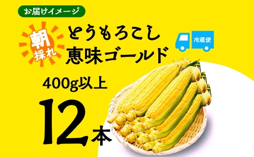 とうもろこし 恵味 ゴールド 400g以上 × 12本 高糖度 トウモロコシ スイートコーン 玉蜀黍 イエローコーン 黄 夏野菜 甘い ジューシー 野菜 おやつ 旬 産地直送 送料無料 湖南野菜出荷組