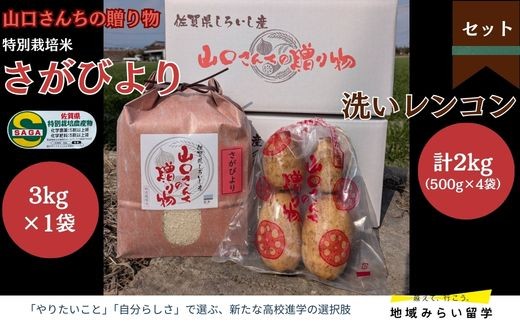 
                  【セット】佐賀県白石町産 洗いしろいし蓮根2kg（500g×4袋）・特別栽培米さがびより3kg（白米）
                