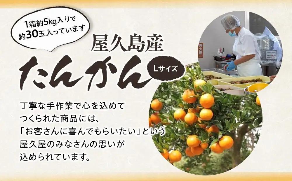 ＜先行予約／数量限定＞屋久島産たんかん 約5kg（Lサイズ／約30玉）【2027年2月中旬以降お届け】