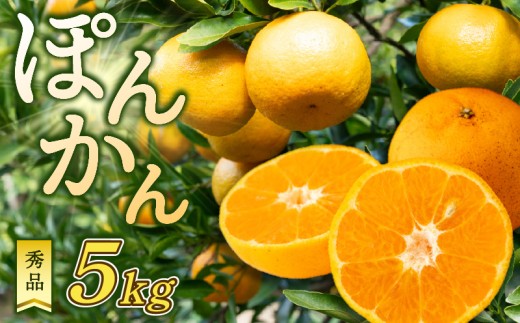 ポンカン 5kg 秀品 早期受付 2026年1月中旬より順次発送 産地直送 大人気 浦ノ内地区産 贈答 ギフト 椪柑 柑橘 フルーツ 果物 くだもの 果実 みかん デザート 贅沢 高知県 須崎市 HK