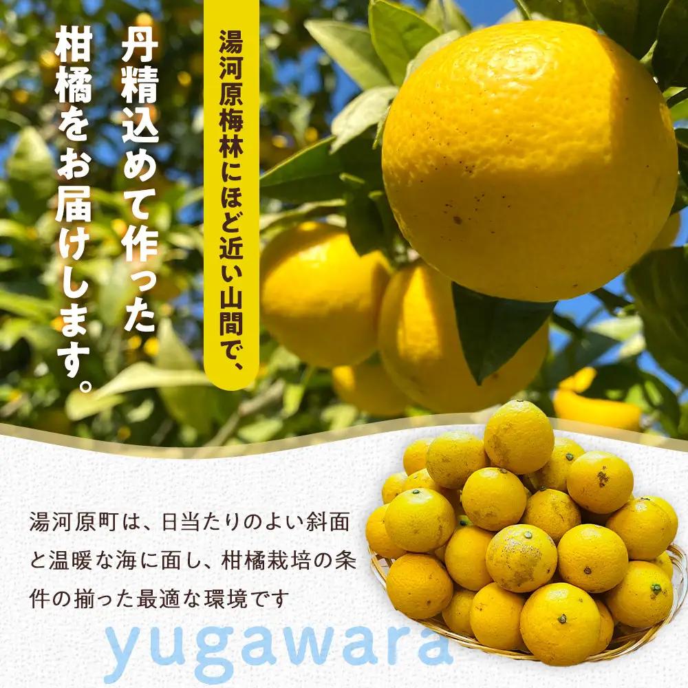 【希少フルーツ】【露地栽培】湘南ゴールド(家庭用)　3kg　2027年3月中旬頃～3月下旬頃発送予定 | 湯河原町 3kg 地域特産品 露地栽培 熟成 柑橘類 フレッシュ