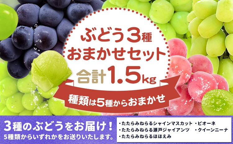 
                  ぶどう3種類おまかせセット たたらみねらるシャインマスカット たたらみねらる瀬戸ジャイアンツ たたらみねらるほほえみ ピオーネ クイーンニーナ Y&Gディストリビューター株式会社《9月上旬-10月下旬頃出荷》 岡山県 笠岡市
                
