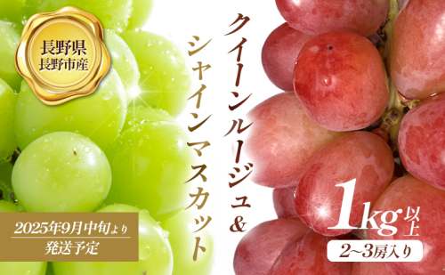 2026年産 クイーンルージュ? ＆シャインマスカット1kg以上2～3房入り