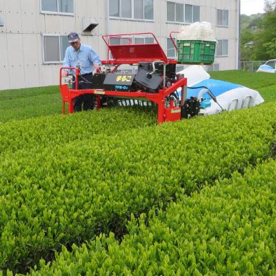ふるさと納税 掛川市 【産地直送】お茶農家が普段使いで飲むお茶　静岡県掛川市産100%　100g×11袋　合計1.1kg |  | 01