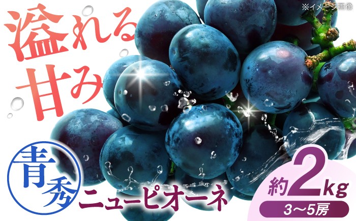
                  【先行予約】 ニューピオーネ 青秀（約2kg／3から5房／露地栽培）＜9月上旬から順次発送＞ 露地栽培  ブドウ 葡萄 budou マスマット ますかっと 2026年発送 大粒 種なし フルーツ 果物 くだもの 産地直送 お取り寄せ 送料無料 農家直送 新鮮 ギフト 三次市 / 西田ぶどう園 [APCM024]
                