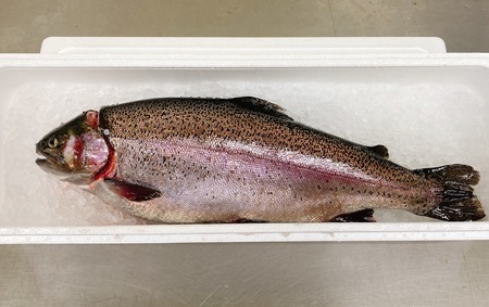【生食可】 サーモンまるごと1本(約2kg 内臓処理済) 冷蔵 ニジマス 刺身 カルパッチョ ムニエル 海鮮丼 岩姫 サーモン