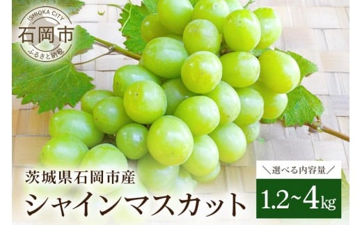 
            【 2026年 先行予約 】 シャインマスカット 1.2kg 2kg 4kg 開田ぶどう園 ぶどう ブドウ 国産 果物 くだもの 葡萄 フルーツ 2キロ 甘い 糖度 高い 9月 10月 発送 秋 旬 品種 茨城県産 産地直送 産直 農家直送 冷蔵 茨城県 石岡市 (A01-sku-004)
          