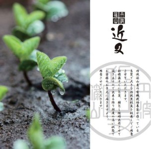 先行予約【令和6年10月以降お届け】丹波篠山市産「丹波黒」枝豆 500g2袋 冷凍 BA54