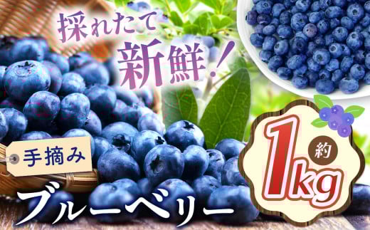 ブルーベリー 約1kg 【2026年先行予約】 | 果物 くだもの 果実 フルーツ ブルーベリー 手摘み ジューシー 長野県 松川村 北アルプス 信州