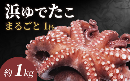 【先行予約】茹でたこ 約1.0kg※2026年5月中旬ごろ順次発送｜北陸 タコ 下処理済み [B-018007]