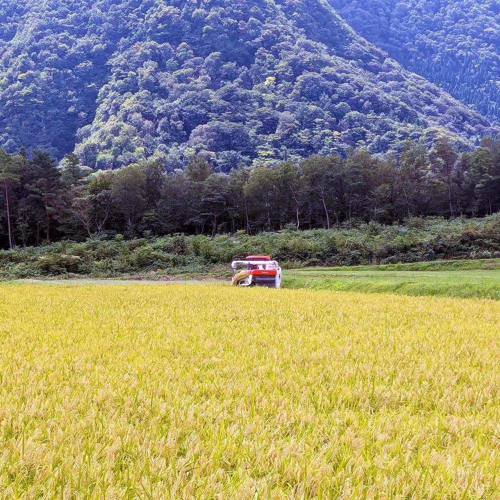 令和7年産 山崎農園こしひかり10kg コシヒカリ