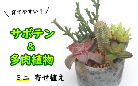 サボテン＆多肉植物の寄せ植え【ミニ黒ポット】 ／ 観葉植物 多肉植物 植物 寄せ植え ポット インテリア インテリア雑貨 育てやすい 部屋 園芸 オシャレ おしゃれ ギフト プレゼント 贈り物 可愛い 雑貨 観賞用 人気 おすすめ オススメ 【彩花園】