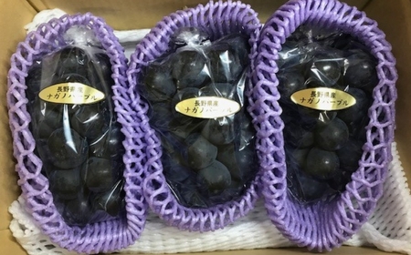 【2026年先行予約】ぶどう ナガノパープル 約3kg(5~6房)｜ ぶどう