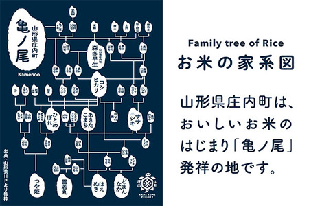 【新米受付 10月発送】R7年産 渡會さんのうまい米！つや姫10kg（入金期限：2025.9.15）