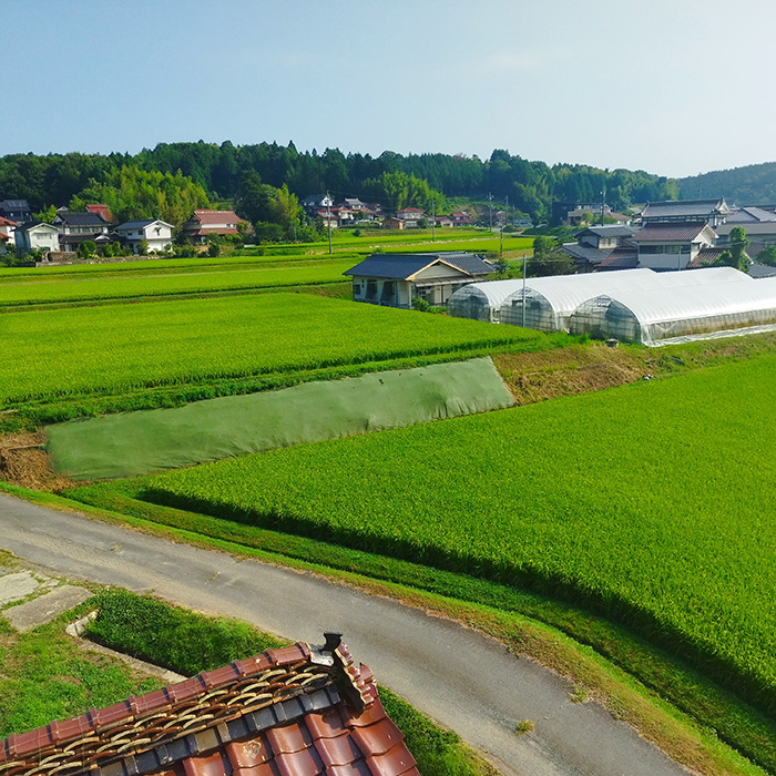 【令和7年新米】コシヒカリ 精米（白米）10kg こしひかり ごはん お米 米 おにぎり 181001