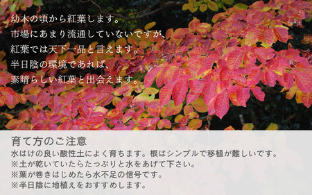 【先行予約】シラキ苗木（鉢物）【しらき シラキ お花 花 はな フラワー 花 苗 植物 家庭菜園 花壇 プランター ガーデニング観葉植物 園芸 鉢物 】【2025年4月上旬以降順次発送予定】【2025