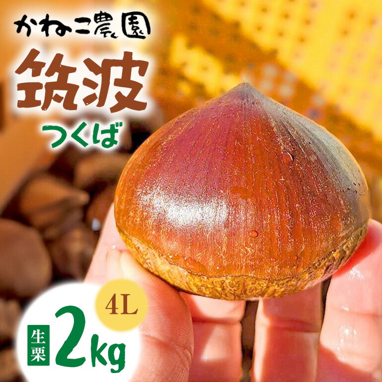 【ふるさと納税】【2026年先行予約】 生栗 2kg 4Lサイズ 筑波 つくば 栗 くり クリ かねこ農園の生栗 国産 国産栗 和栗 ギフト プレゼント 特大 大きい 秋 旬 おやつ 笠間 かさま 茨城県 いばらき 送料無料 ＜9月下旬～1月に順次発送予定 10月1日まで受付＞