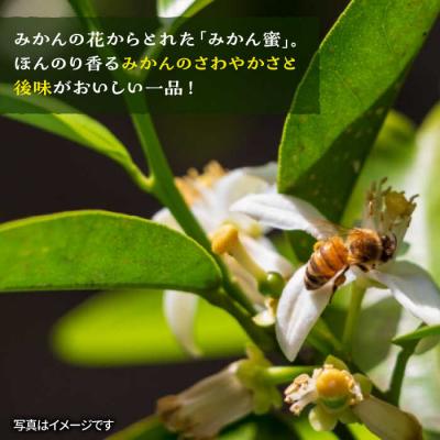ふるさと納税 糸島市 先行受付 生はちみつ(みかん蜜450g)R7年6月末〜発送 糸島二丈サクランボ農園[AKJ001] |  | 01