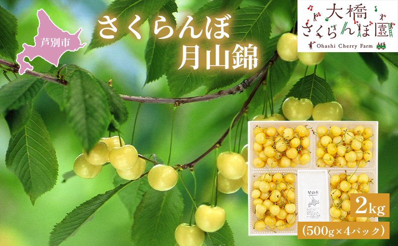 
            【先行受付】さくらんぼ 黄 月山錦2kg（500g×4パック）最高級 サクランボ 贈り物 ギフト 黄 希少 3L 大 [№5342-0291]
          