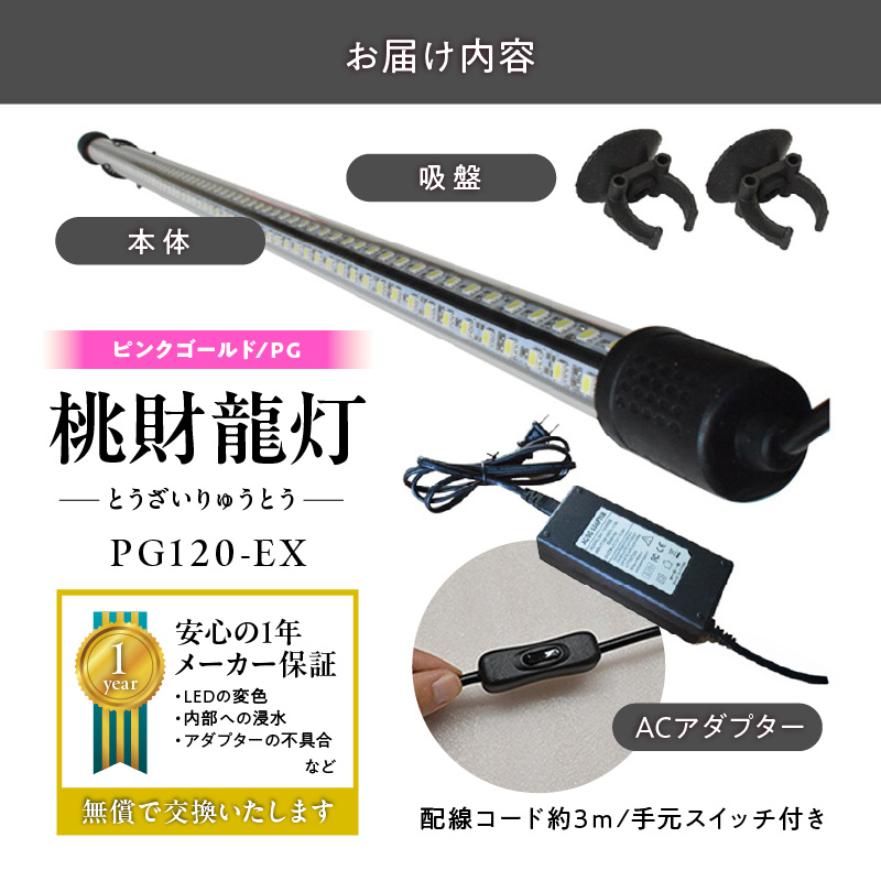 金龍の鱗を美しく照らす!ピンクゴールドの水中アロワナライト|PG120-EX 金龍 ピンクゴールド 照射 水中 アロワナ 水槽ライト テンニングライト LED ライト 照明 水中照明 光 綺麗 美観 