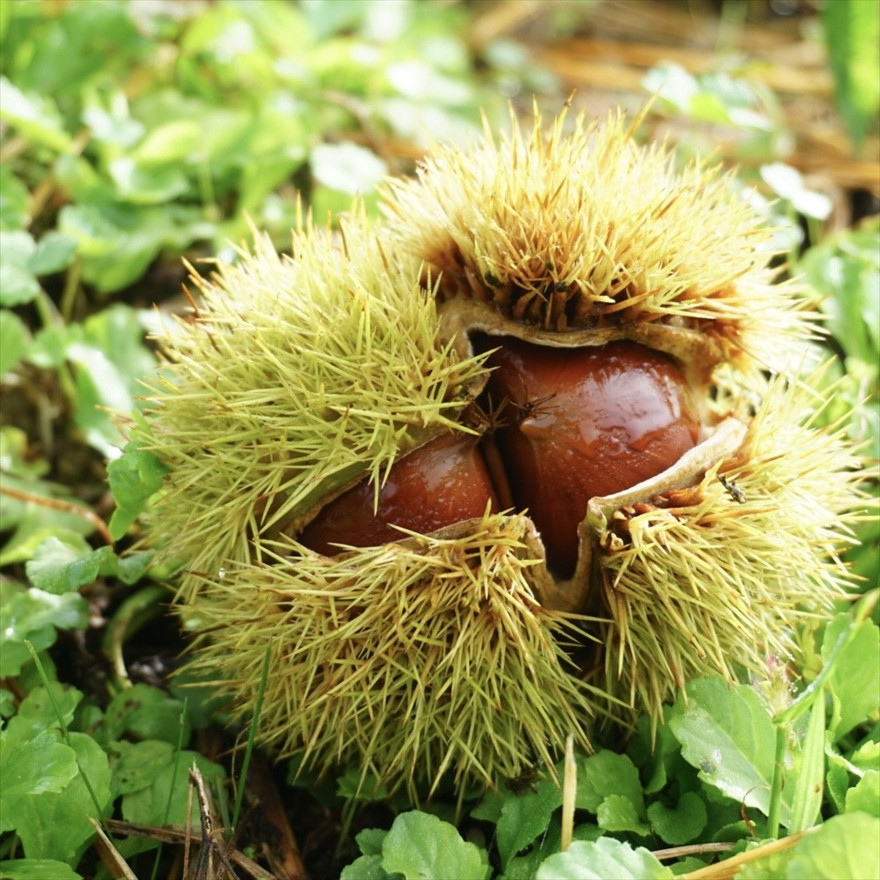丹波栗 2L 熟成 2kg 兵庫県 丹波市