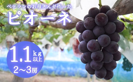 【2026年発送分 先行予約】【フルーツ王国山梨】ピオーネ  １．１ｋｇ以上（２～３房）　 葡萄 ブドウ ぶどう 果物 くだもの 山梨 やまなし フルーツ 富士川町