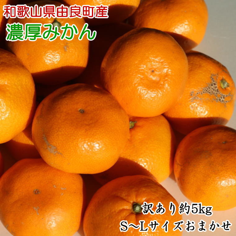 【ふるさと納税】 【訳あり・ご家庭用】和歌山由良町産のみかん約5kg （サイズおまかせ）※2025年11月下旬～2025年12月下旬頃に発送予定（お届け日指定不可）
