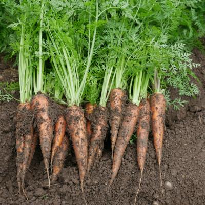 ふるさと納税 養父市 【発送月固定定期便】【月一定期便 6〜12月】但馬の旬をお届け!採れたて野菜セット計7回全7回 |  | 01