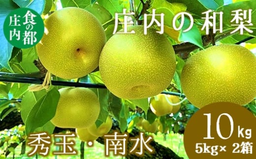 食の都庄内　庄内の和梨【秀玉or南水】約10kg※9月中旬ごろより順次配送