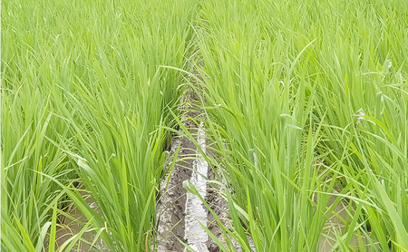 定期便 3ヶ月 米 新潟県上越市産 横山農園 コシヒカリ 令和7年産 2kg（2kg×1袋）毎月毎月3回配送 こしひかり お米 精米 米 ご飯 送料無料