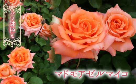【2026年2月以降発送】バラ鉢植え「マドモアゼルマイコ」 057-047