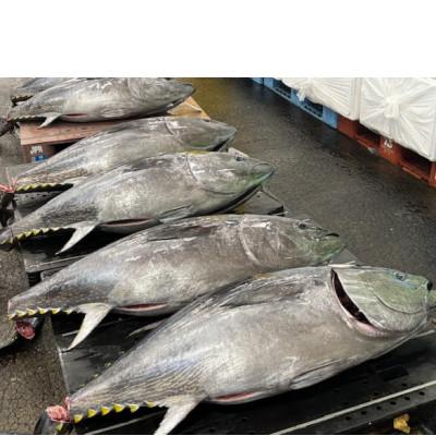 ふるさと納税 青森県 青森産天然本マグロ 大トロ・中トロ・たたき3種セット |  | 02