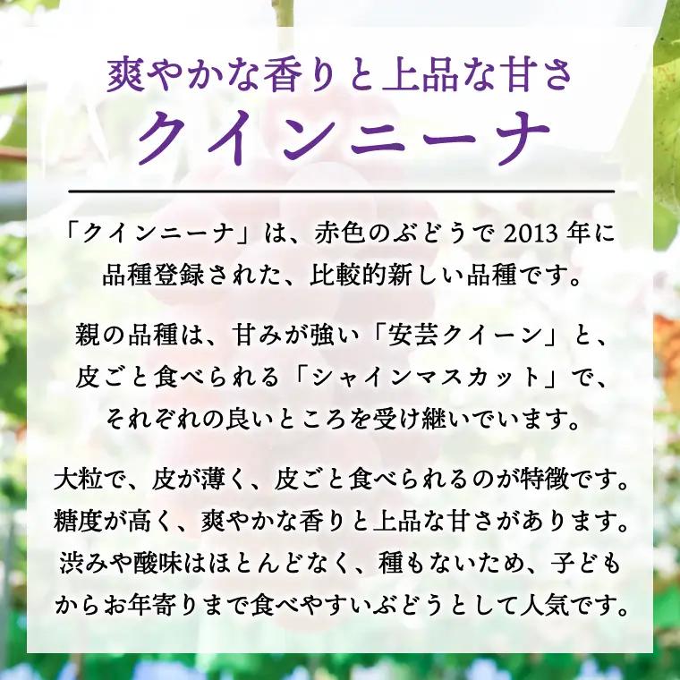 【2026年先行予約】ぶどう 2種 食べ比べ セット 約1kg (各1房) AR033 ぶどう