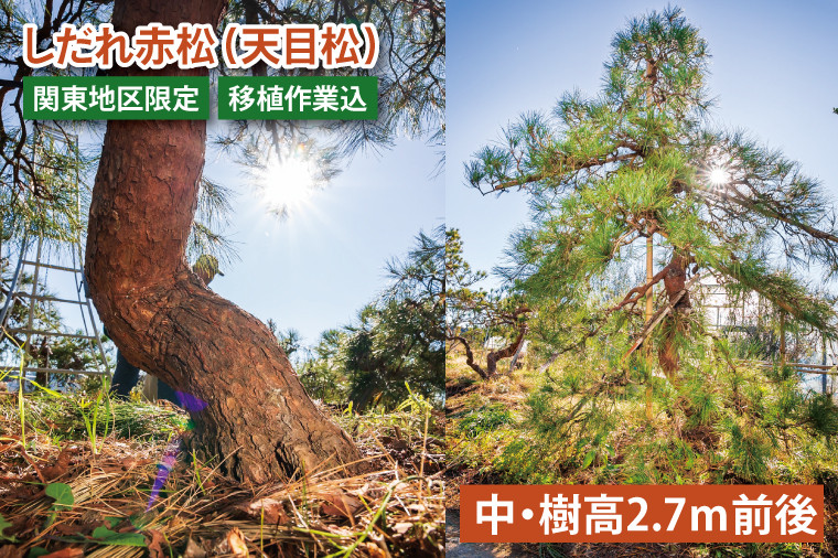 
                  【移植作業込】しだれ赤松（天目松）　（中・樹高2.7ｍ前後）（関東地区限定）事前確認可【赤松 松 しだれ 天目松 吉祥松 関東地区限定 茨城県 鹿嶋市 1000000円以内】（KDM-002）
                