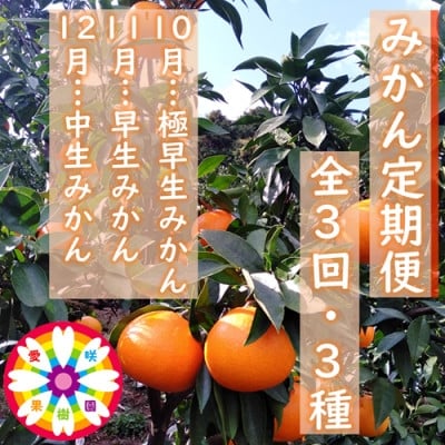 
            ＜発送月固定定期便＞愛咲果樹園「みかん定期便」(10月～12月)＜G71-31＞全3回【4069036】
          