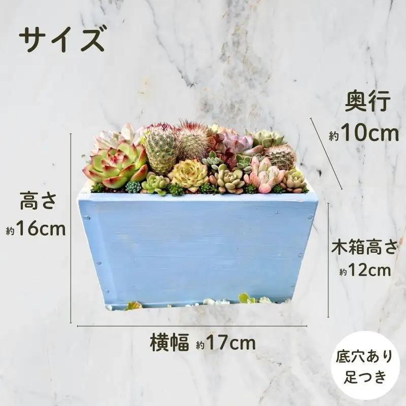 多肉植物の寄せ植えアレンジ ちびサボテン入り ／ aju succulent 植物 インテリア ガーデニング 15種 そのまま飾れる プレゼント ギフト 奈良県 葛城市【ajus011】