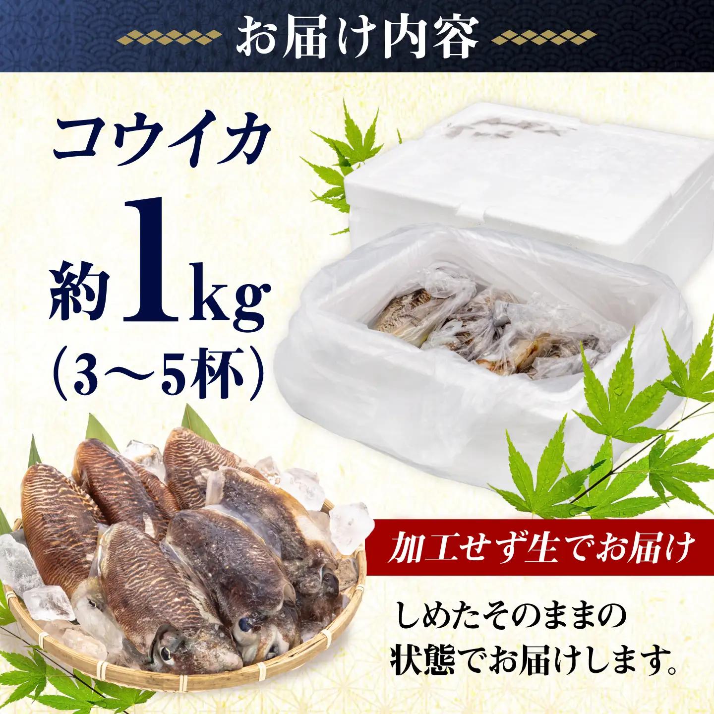 【先行予約】豊前海産「 コウイカ 」約1kg (3-5杯)【2027年3月下旬以降順次発送】 [ABCB001] イカ いか 刺身 烏賊 