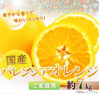 【2027年先行予約】希少な 国産 バレンシアオレンジ 7kg 【家庭用 訳あり】【国産オレンジ オレンジ 柑橘 フルーツ 和歌山 有田】_G7080
