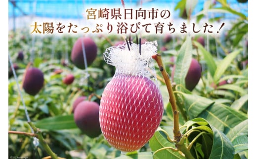 【2026年夏発送】 宮崎 完熟 マンゴー 太陽のタマゴ 秀品 900g以上 [宮崎県農業協同組合日向地区本部（販売課） 宮崎県 日向市 452060664] 果物 フルーツ 完熟マンゴー 甘い 日向