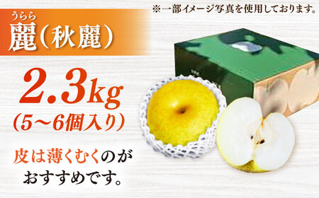 【100年続く梨農家直送 / 化粧箱入り】麗（秋麗）5-6個（約2.3kg） / 梨 なし 伊万里梨 フルーツ 果物 / 佐賀県 / 大川三世代[41AEAB008]